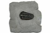Calymene Niagarensis Trilobite Fossil - New York #357091-1